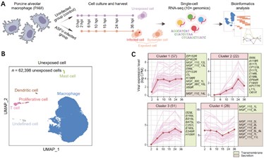 研究进展 | 非洲猪瘟感染的原代巨噬细胞基因表达全景式图谱